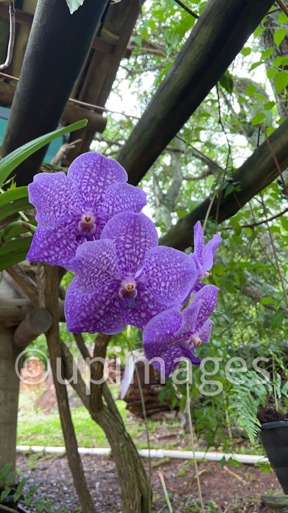 Exotic Beauty: Violet Orchids