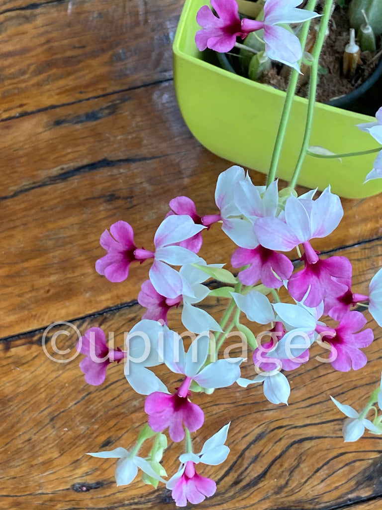 Fragrant Flowers