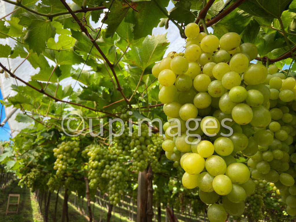 Freshness in Each Grape