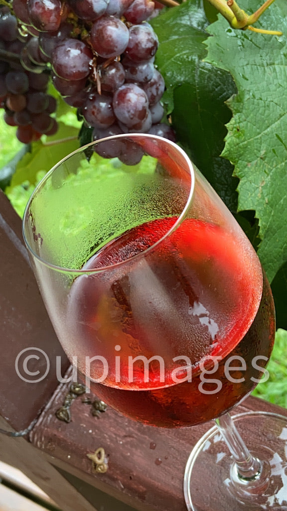 Cheers to Life