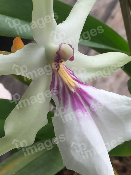 Radiant Orchid