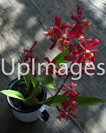 Vibrant Red