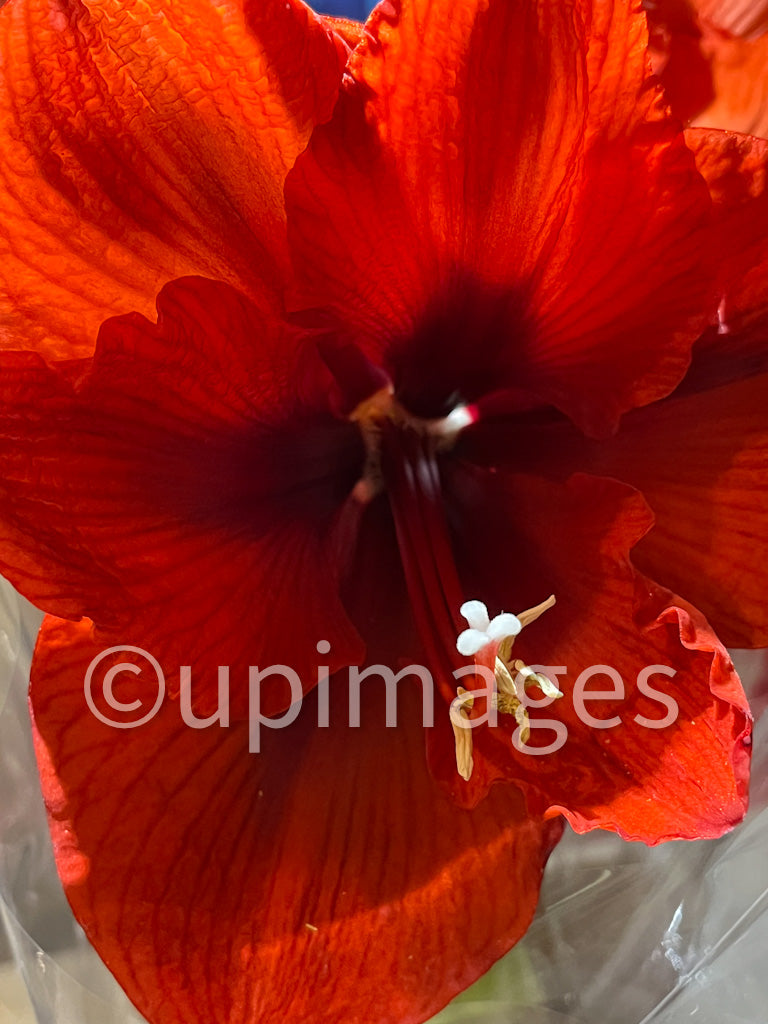 Passion in Bloom