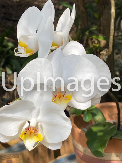 A Touch of Purity and Delicacy
