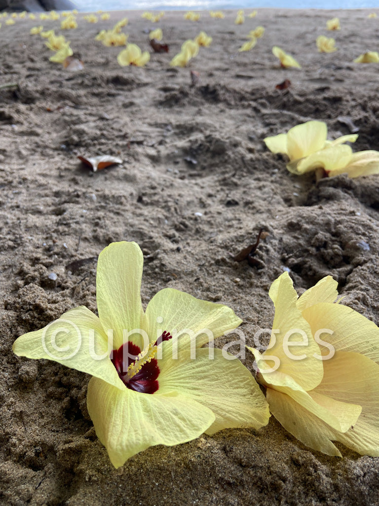 Petals Scattered on the Sand