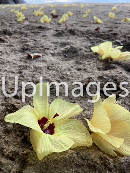When the Beach Bloomed