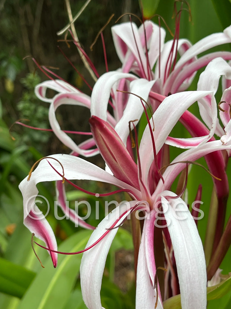 Whisper of Petals