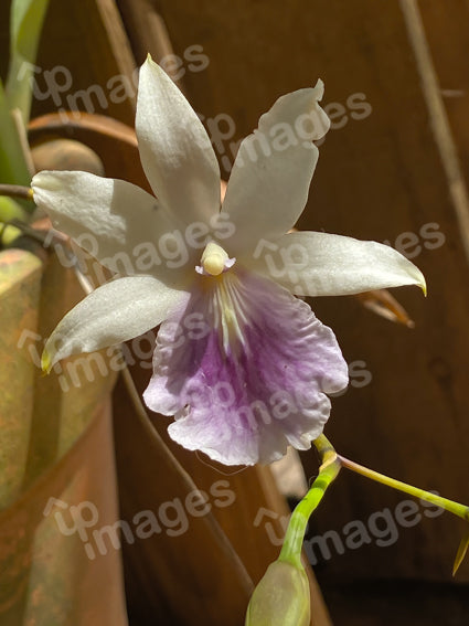 Orquídea Serenidade