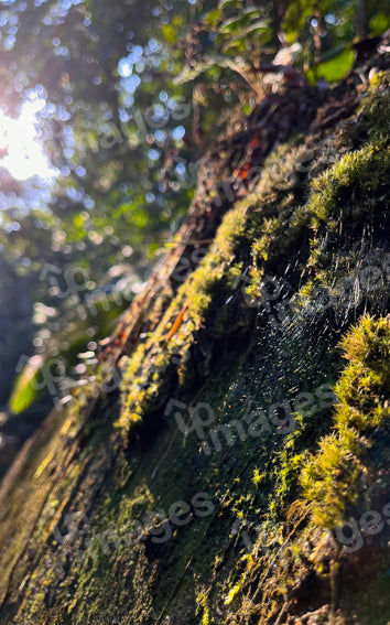 Textura da natureza